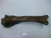 藏品(馬肢骨)的圖片